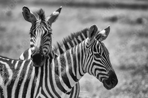 monochrome portrait of two zebras with necks crossed