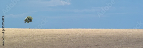 single tree in wide argicultural space and blue sky photo