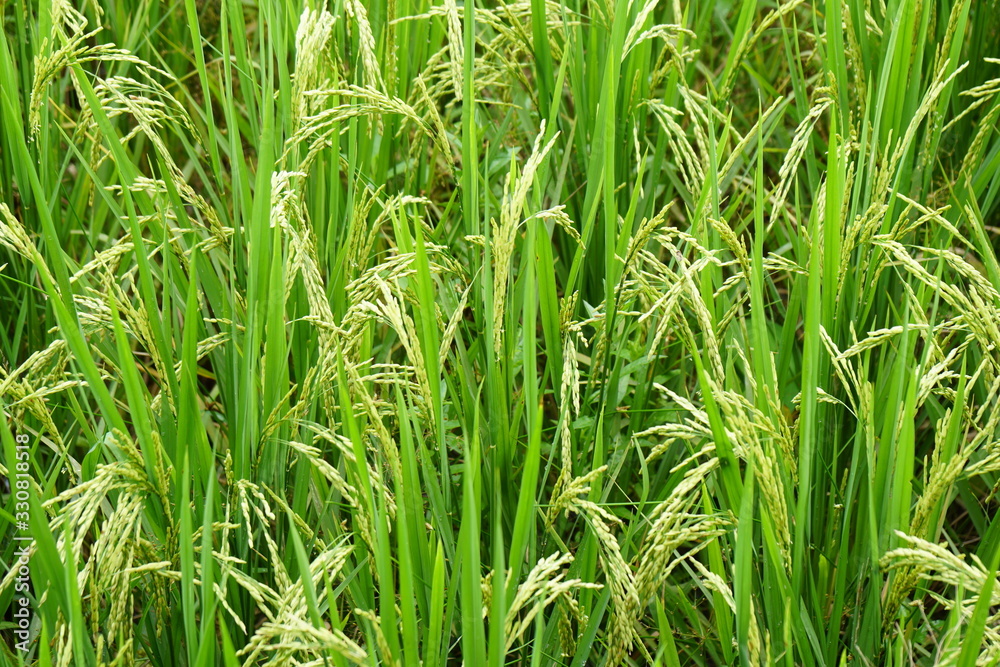 Close-up to paddy rice field background. Close-up to paddy rice field background.