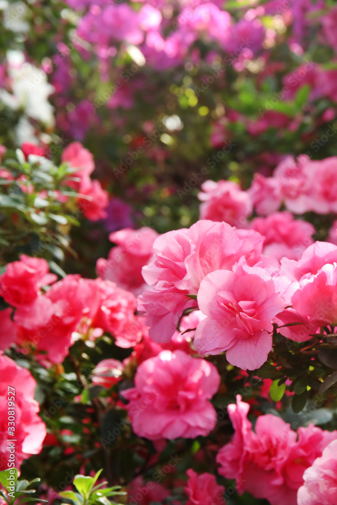 Blooming pink rhododendron flowers in the garden in springtime. Blooming pink rhododendron flowers in the garden in springtime.