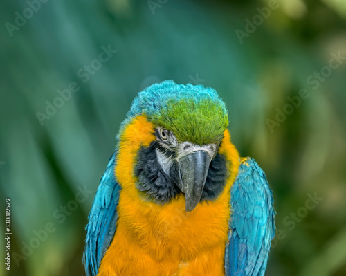 Blue and yellow macaw © outdoorsman