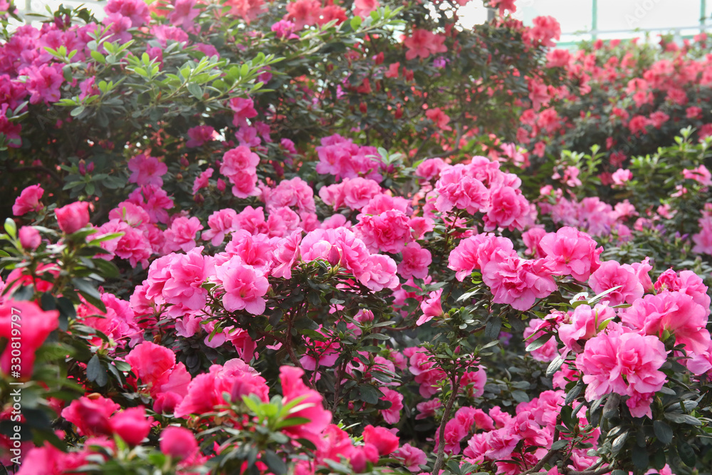 Blooming pink rhododendron flowers in the garden in springtime. Blooming pink rhododendron flowers in the garden in springtime.