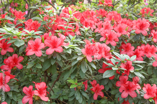 Blooming pink rhododendron flowers in the garden in springtime.