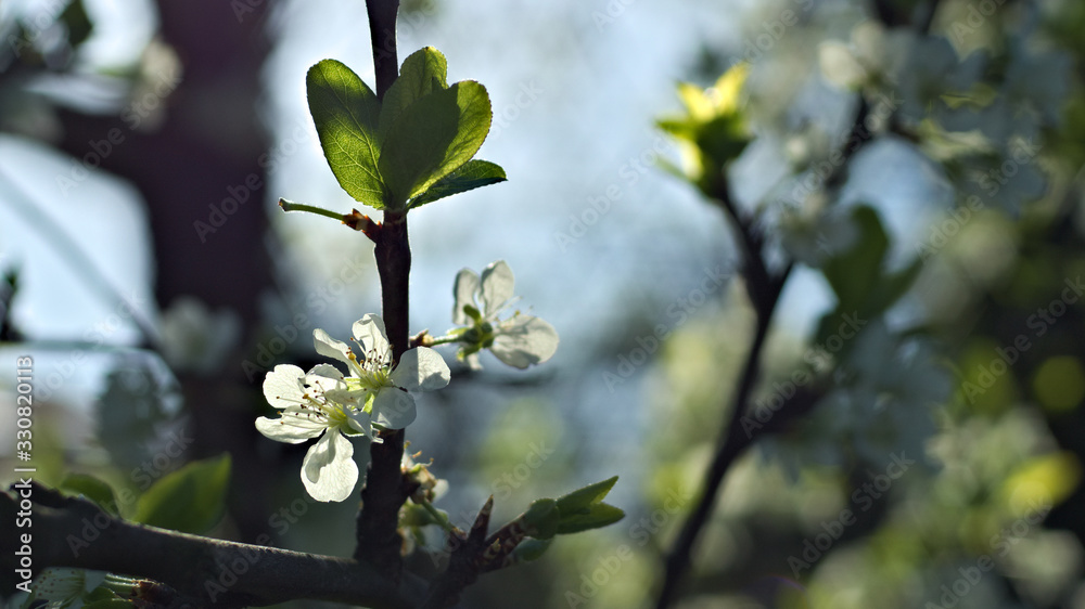 flowering trees