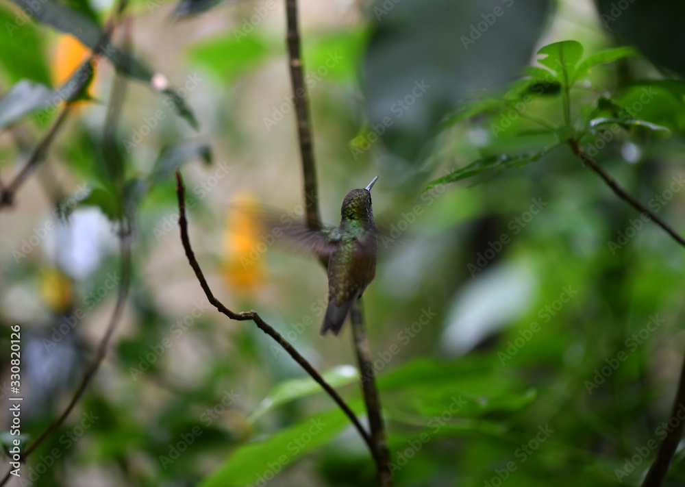 mother-of-pearl caliber on a branch after collecting nectar in natural conditions in a natural national park mother-of-pearl caliber on a branch after collecting nectar in natural conditions in a natural national park