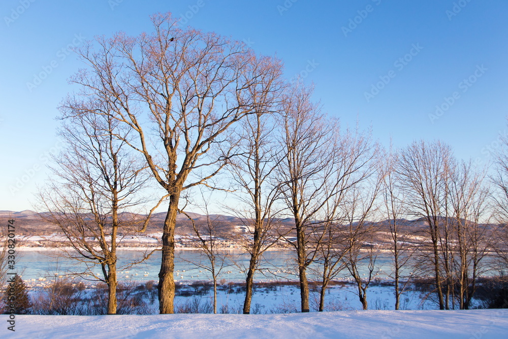 Fototapeta premium Bare trees seen in snowy field with the St. Lawrence River and the Laurentian mountains in the background, St. Pierre, Island of Orleans, Quebec, Canada