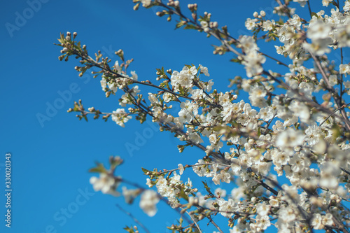 Blooming flowers on a blossoming apple tree in spring