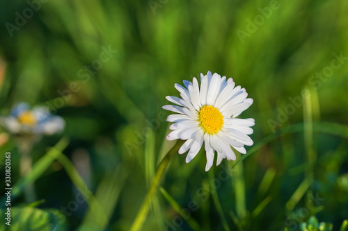 close-up or macro of a daisy flower isolated in green grass with a blurred background 