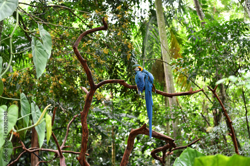 blue-yellow parrots in natural conditions in a natural national park