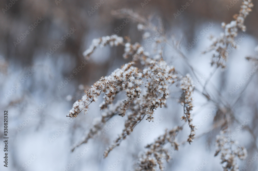 Winter wonderland, frozen flowers, snowy nature