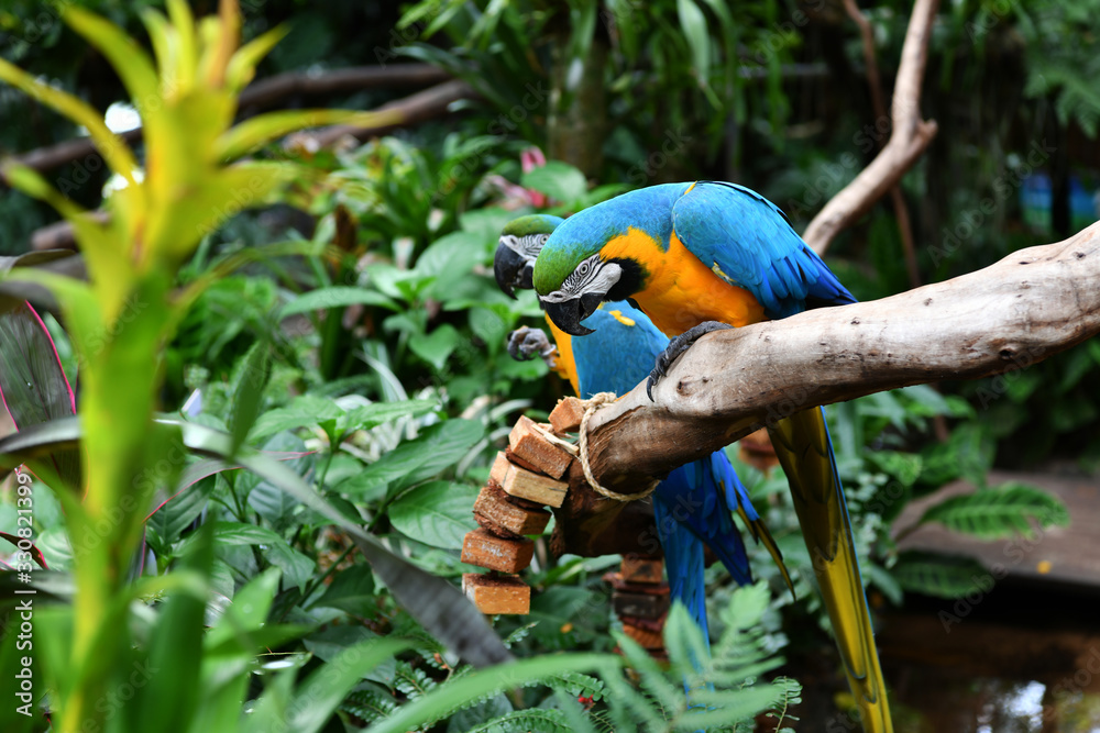 Obraz premium blue-yellow parrots in natural conditions in a natural national park