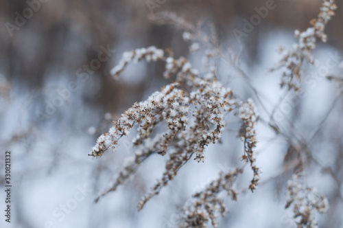 Winter wonderland, frozen flowers, snowy nature © Eliška
