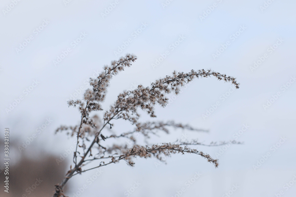 Winter wonderland, frozen flowers, snowy nature Winter wonderland, frozen flowers, snowy nature