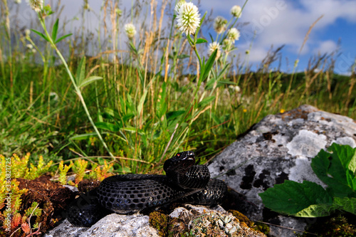 schwarze Kreuzotter (Vipera berus) Velika Kapela, Kroatien - black adder in Croatia photo