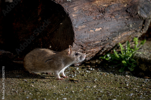 wild brown norway rat, rattus norvegicus, sitting outdoors photo