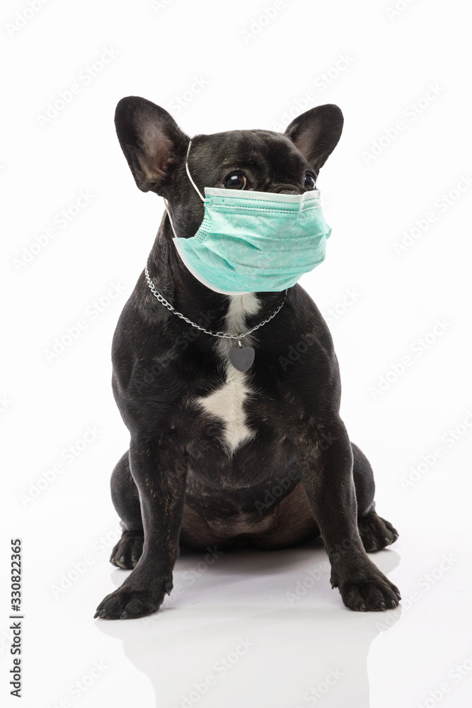 dog in a medical mask on a white background. French Bulldog. Coronavirus. COVID-19