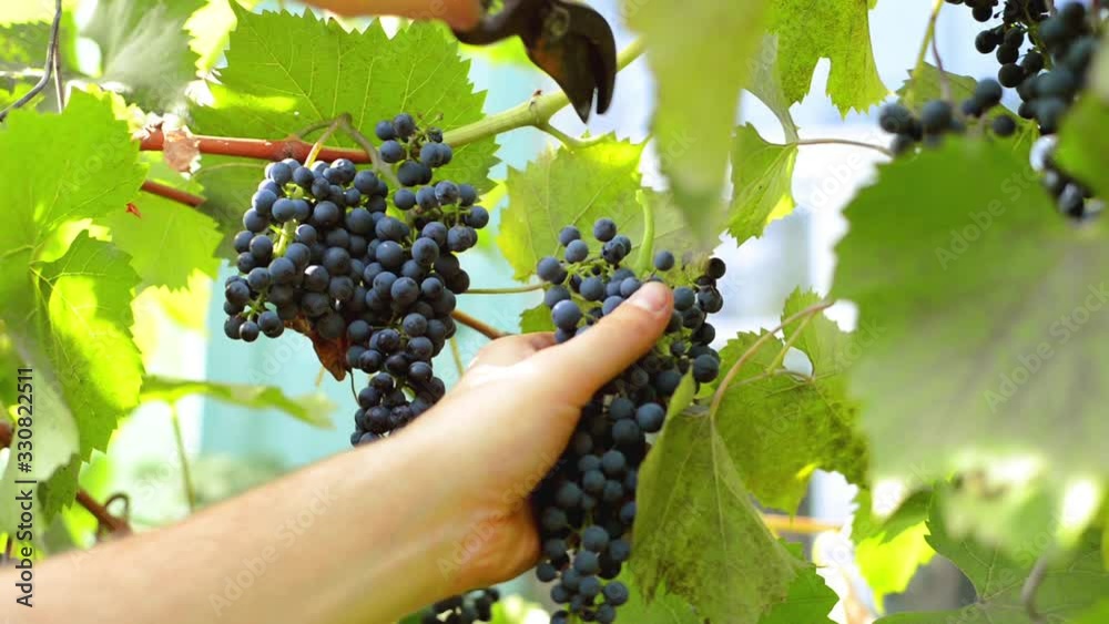 Bunches of blue grapes on branches on a sunny day. Man cut grape by secateur. Close up view