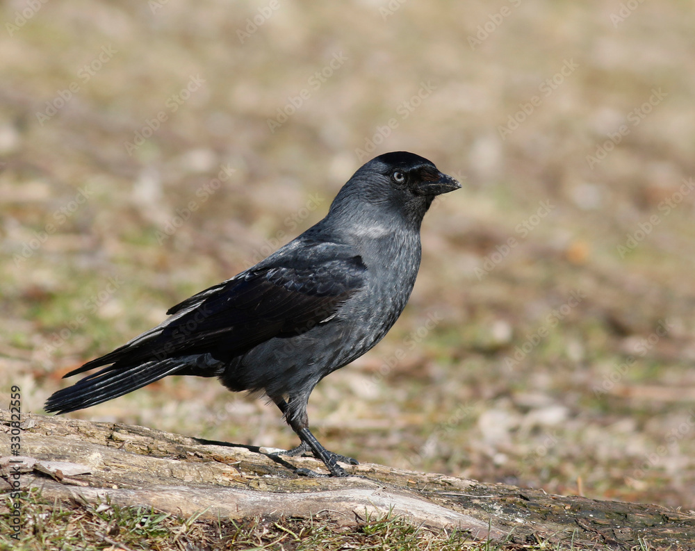 Obraz premium Jackdaw