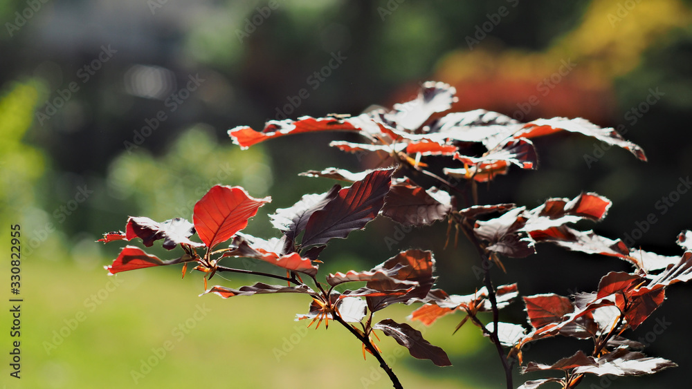 red beech leaves red beech leaves