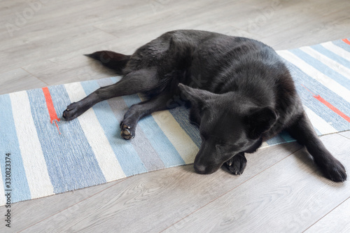 Black mongrel dog sleeps at home on  floor