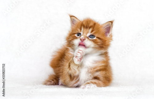 Cute ginger tabby kitten