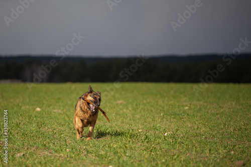 German shepherd running on a green meadow