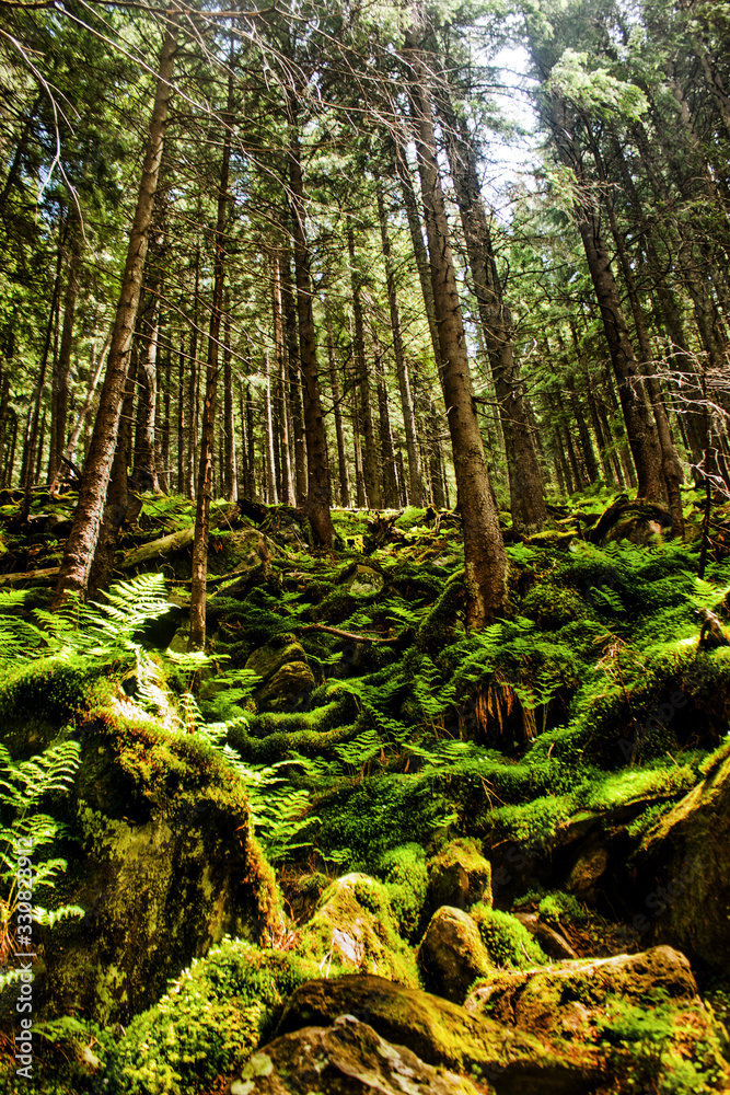 Obraz premium ferns in the forest