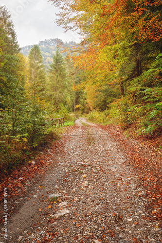 Fototapeta Naklejka Na Ścianę i Meble -  Road in the forest during autumn