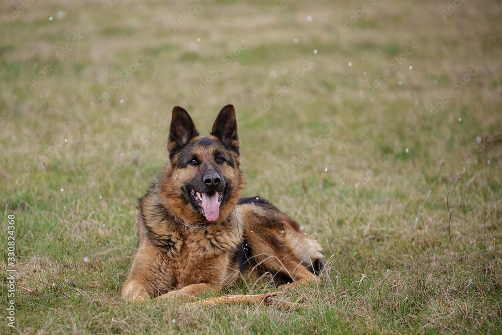 German shepherd running on a green meadow German shepherd running on a green meadow