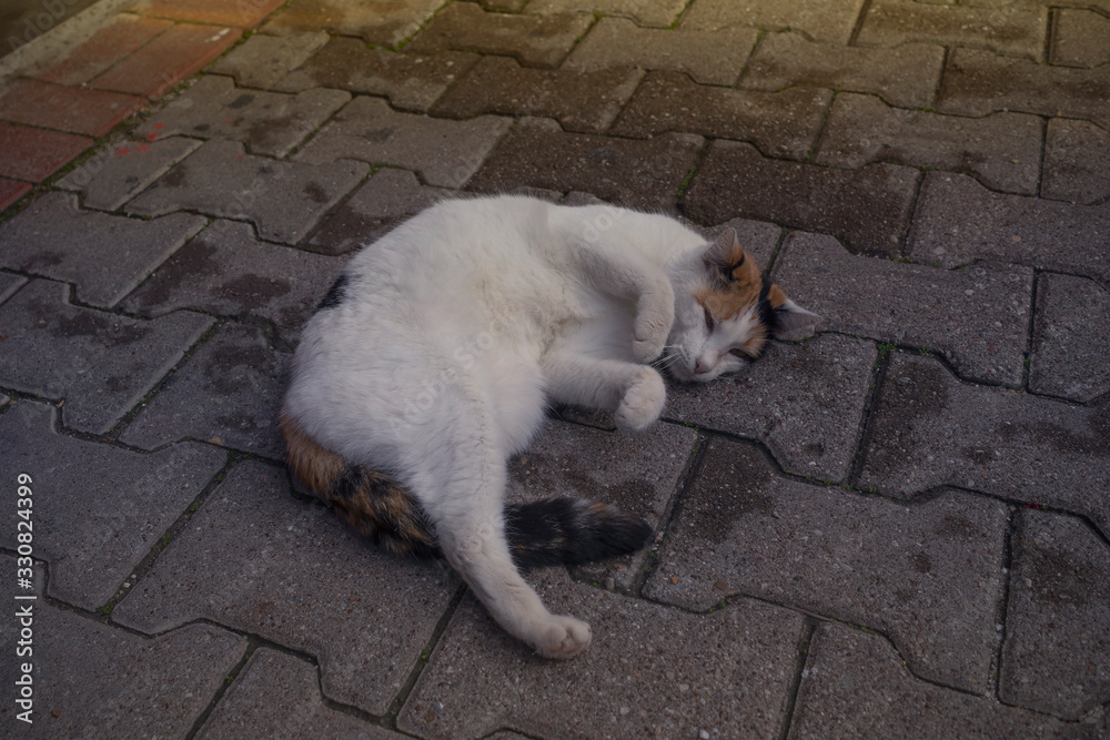 Katze auf dem Boden.