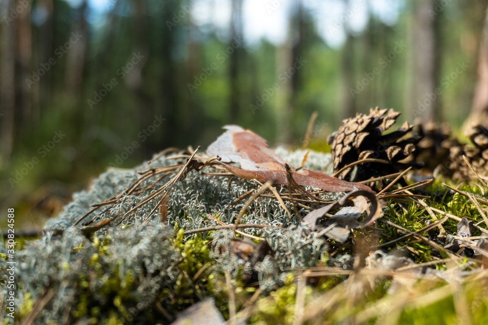 Cones on the Pine Forest Moss. Blurry Background. Cones on the Pine Forest Moss. Blurry Background.