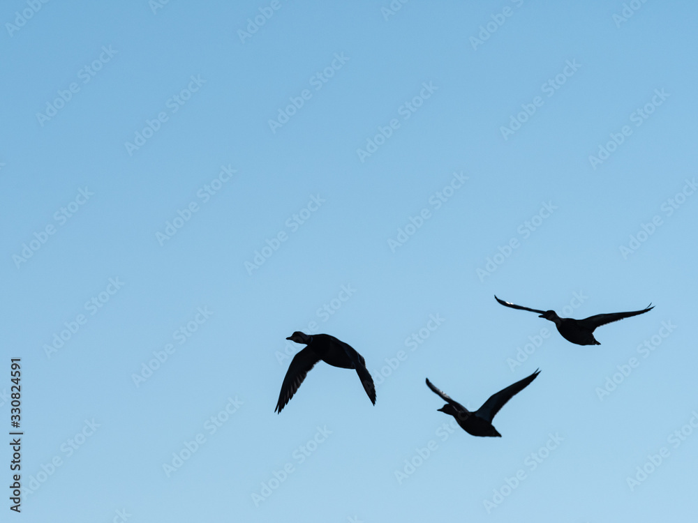 Silhouette of three wild ducks in flight on blue sky background. silhouette of wild ducks in flight. Silhouette of three wild ducks in flight on blue sky background. silhouette of wild ducks in flight.