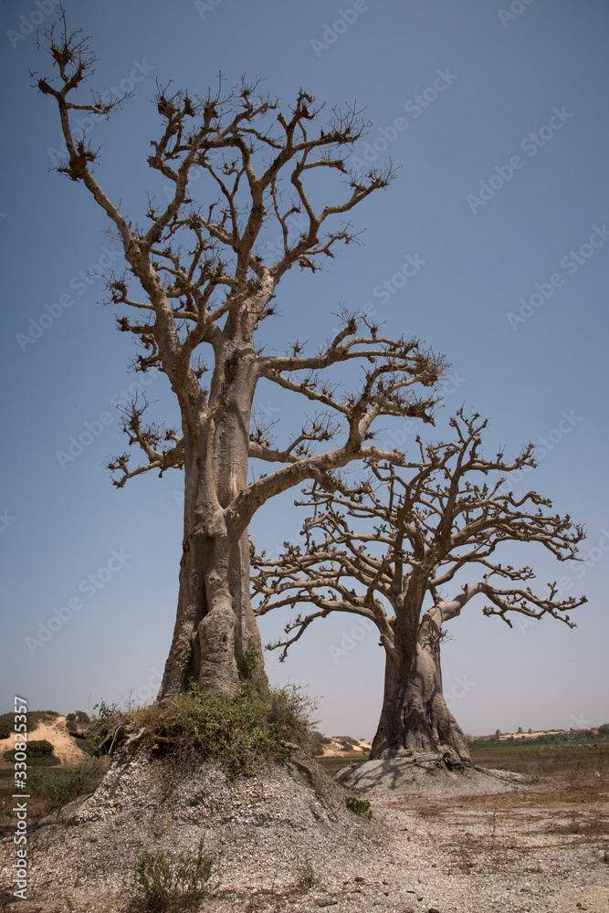 baobab baobab