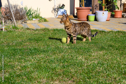 Bengal cat on the grass with tennis ball