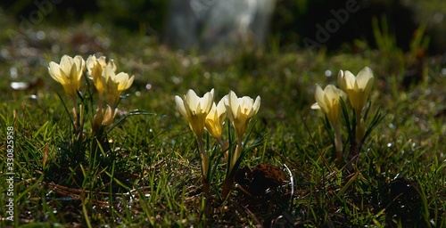 Der Krokus mit gelben Blüten Crocus ancyrensis wächst in seinem natürlichen Lebensraum. photo