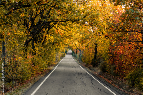 road in the middle of the woods in autumn © vanni