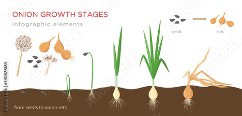 Onion plant growing stages from seeds to onion sets - first year development of onion seeds - set of botanical detailed infographic elements, vector illustrations isolated on white background.