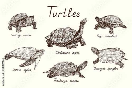 Turtles collection, Chinemys reevesii, Emys Orbicularis, Chelonoidis-nigra,   Chelonia mydas, Geoemyda spengleri, Trachemys scripta elegans,  hand drawn doodle, drawing sketch