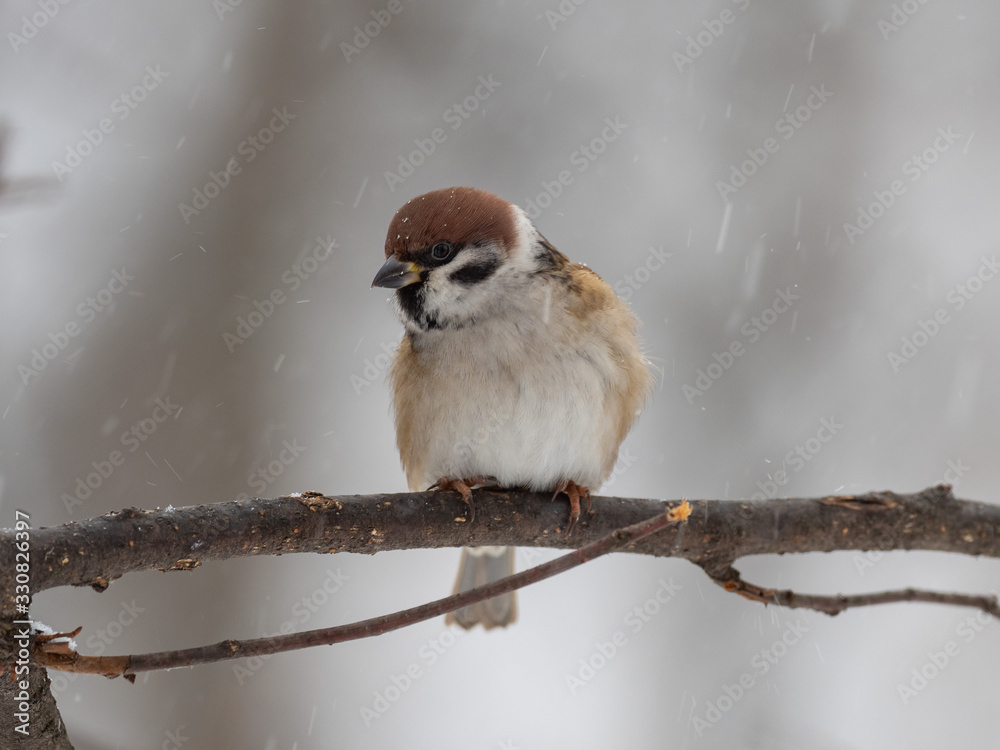 Naklejka The Eurasian tree sparrow (Passer montanus) is a passerine bird in the sparrow family.