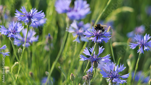 bumblebee on  cornflowers