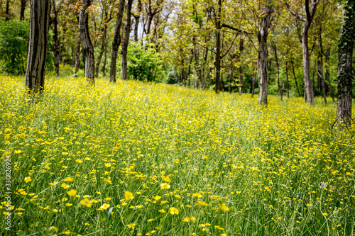 yellow flower field in the hills