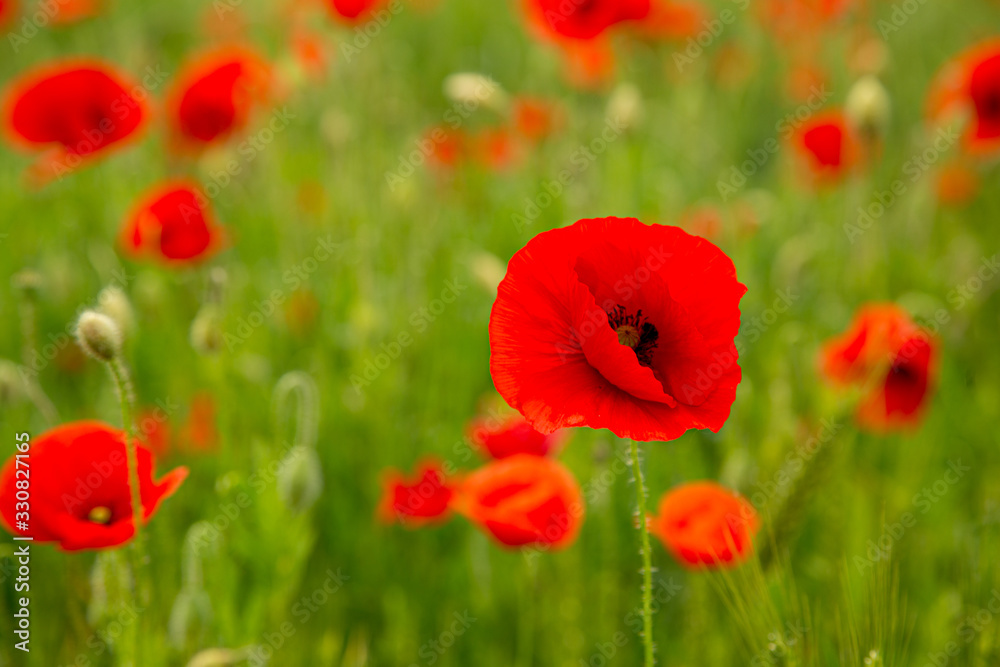 Obraz premium poppy in the foreground