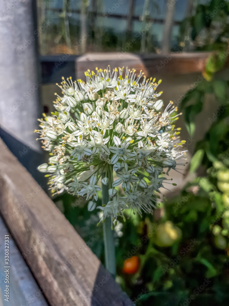 Blossoming onion, Onion Inflorescence