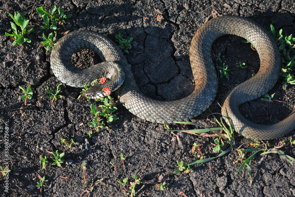 Obraz premium The grass snake (Natrix natrix, ringed snake, water snake) crawling on dry ground, top view