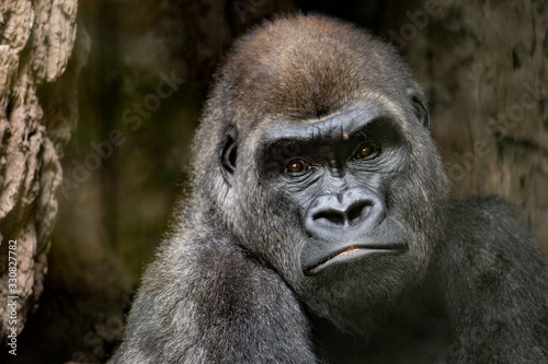 gorilla portrait © vanni