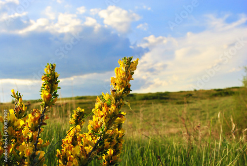 Branches of flowering genista tinctoria (dyer’s greenweed or dyer's broom) against blurry green grass and blue cloudy sky soft bokeh