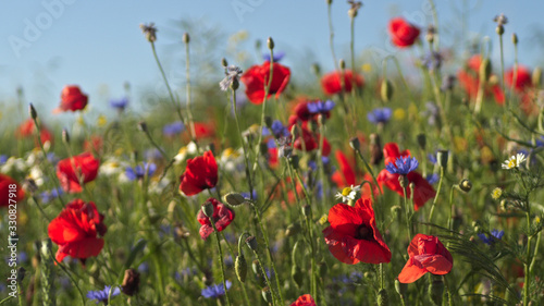 poppies in the meadow