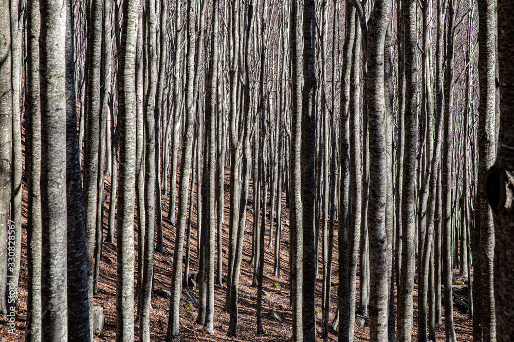 beech forest beech forest