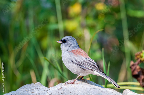 Dark-eyed Junco Gray-headed