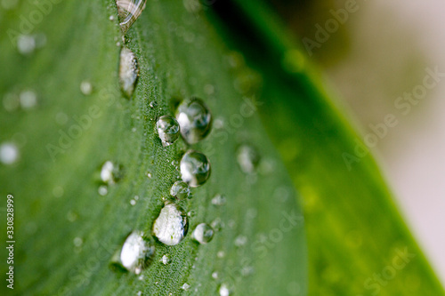 dew drops with green leaf